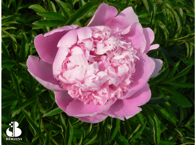 Paeonia lactiflora   'Monsieur Jules Elie'
